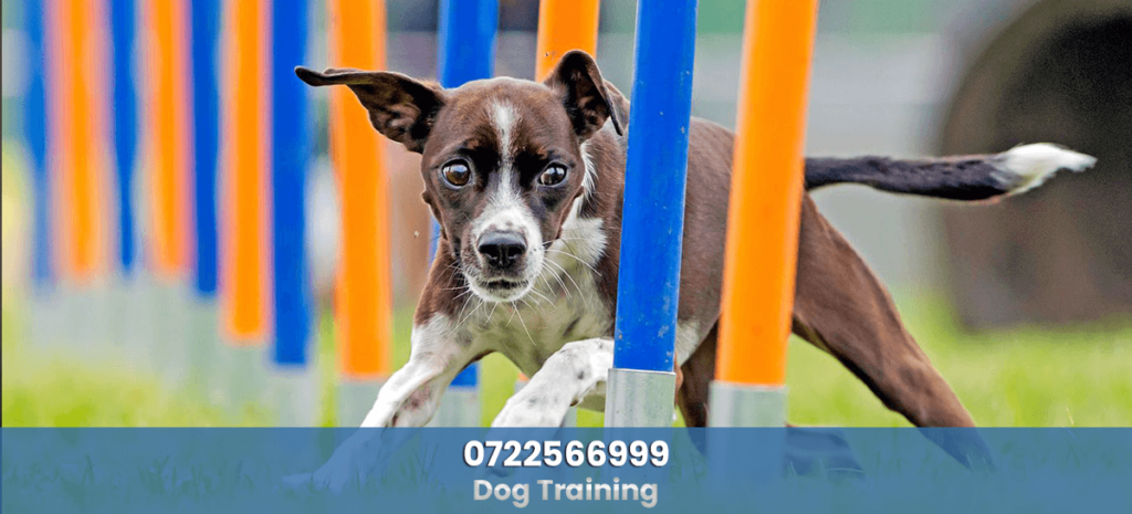 Pet Dog Training Nairobi Kenya