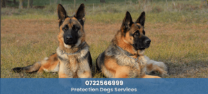 Protection Dogs Services nairobi kenya