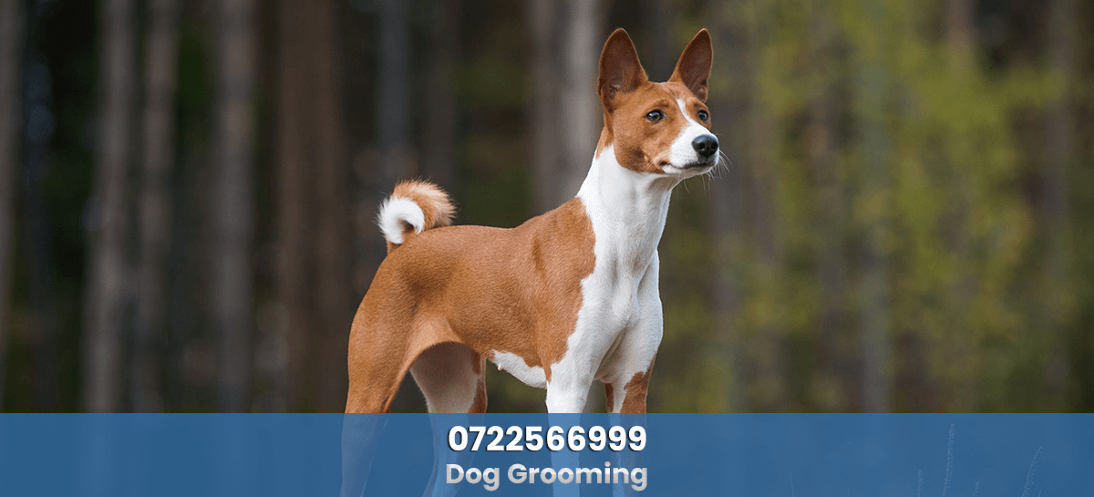 Pet Dog Grooming Nairobi Kenya BESTCARE SECURITY™️