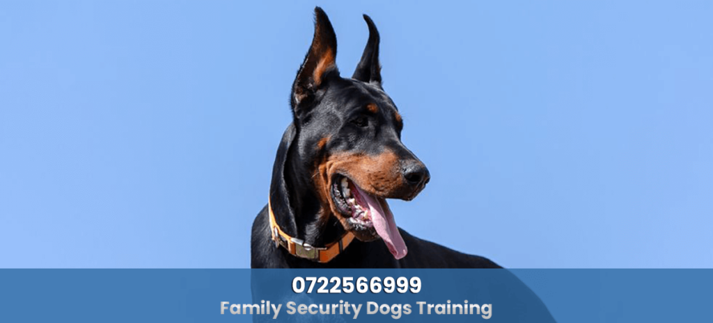 family dog training nairobi kenya